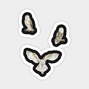 Watercolor Barn Owl Stickers Magnet