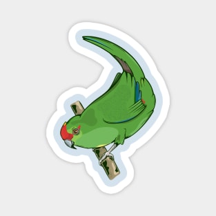 Red-crowned parakeet kakariki Magnet