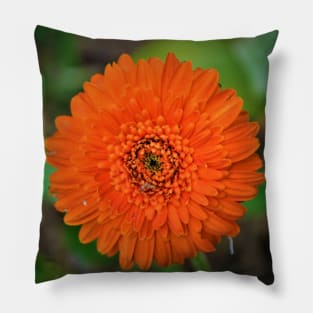 Single Orange Gerbera Flower Pillow