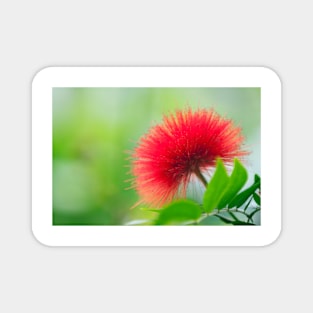 Calliandra haematocephala (C020/7122) Magnet