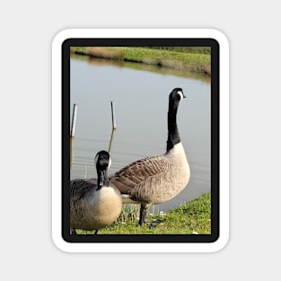 beautiful nature, wild geese, gift Magnet