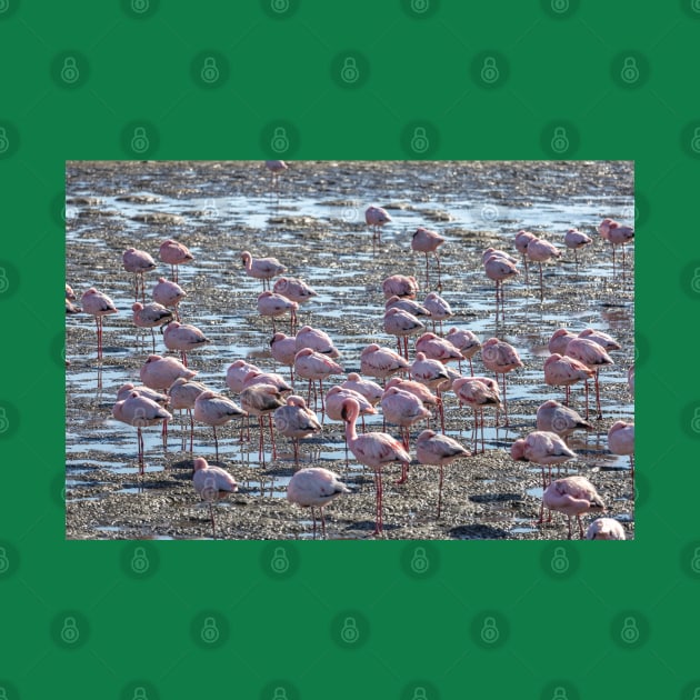 Namibia. Walvis Bay. Another Flamboyance of Flamingos. by vadim19