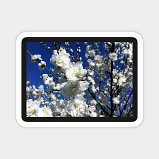 White Plum Blossom Magnet