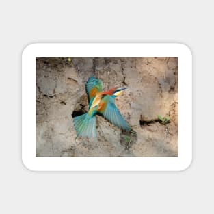 European bee-eater (Merops apiaster) Magnet