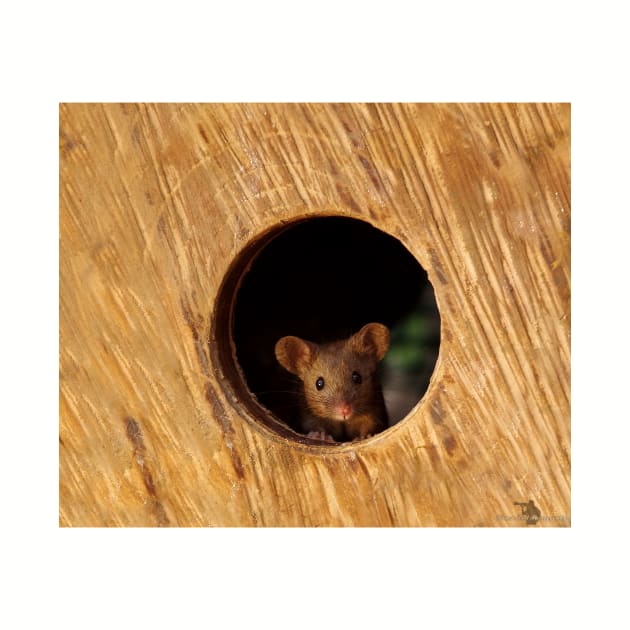 George the mouse in a log pile House mouse in hole by Simon-dell