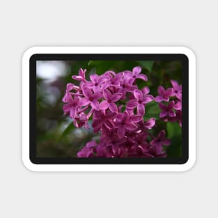 Lilacs Magnet