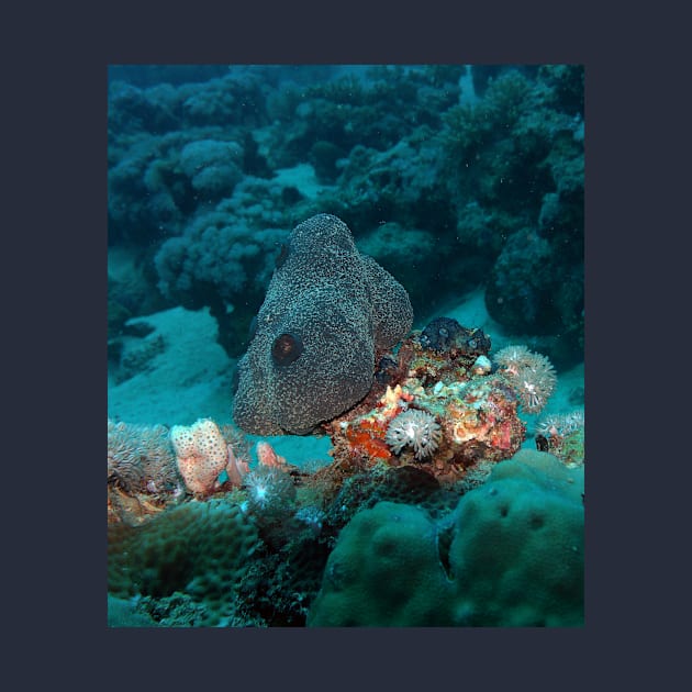 Red Sea Coral Reef by likbatonboot