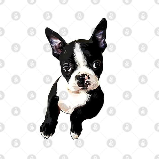 Boston Terrier Cutie by ElegantCat