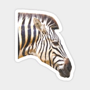 Zebra Profile Magnet