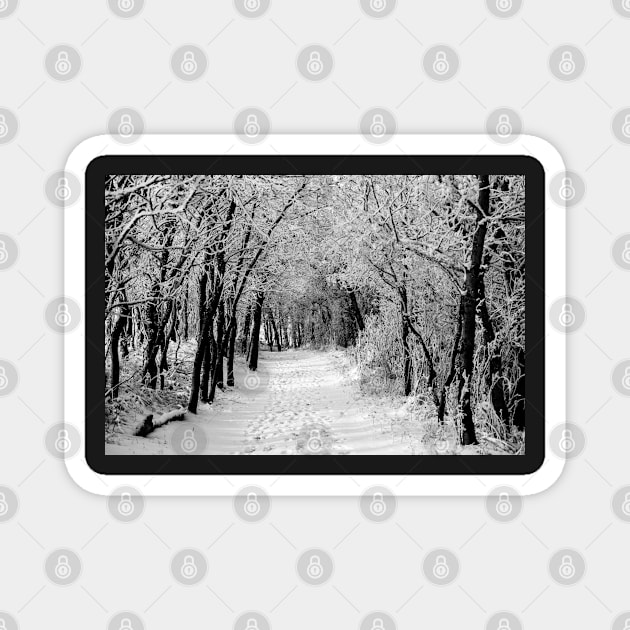 Black and White winter scene. Magnet by CanadianWild418