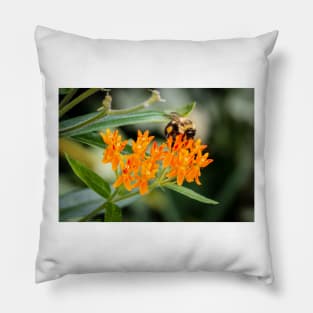 Bee On Butterfly Weed. Pillow