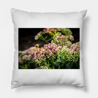 Bees On Sedum (Stonecrop) Flowers In The Garden Pillow