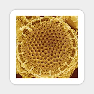 Diatom - Thalassiosira (external, gold) Magnet