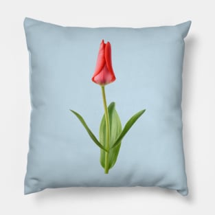 Tulipa  &#39;Marquis de la Coquette&#39;    Greigii Group Tulip Pillow