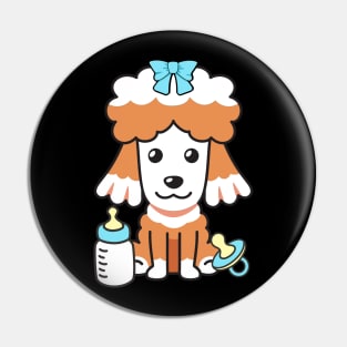 Cute poodle is a baby Pin