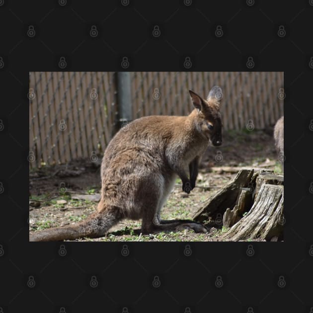 Wallaby by MarieDarcy