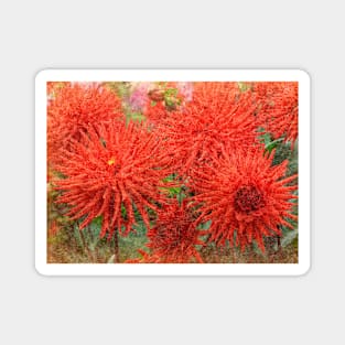 Dahlia Mania Magnet