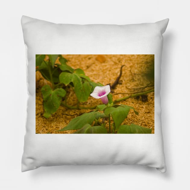 blla sweet potato bloom Pillow by pcfyi