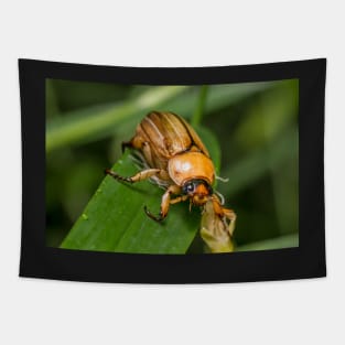 Unique and organic photo of an Anomalla cf. pallida chafer beetle Tapestry