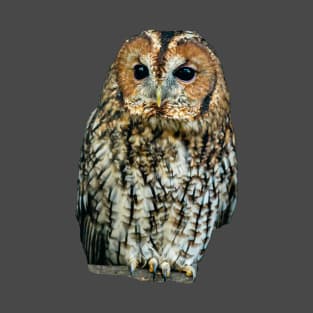 Brown Owl or Tawny Owl T-Shirt