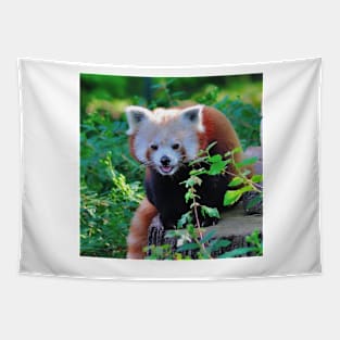 Cute Red Panda Tapestry