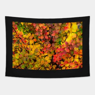 Autumn background of barberry bush Tapestry