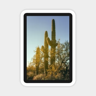 Three Saguaros Magnet