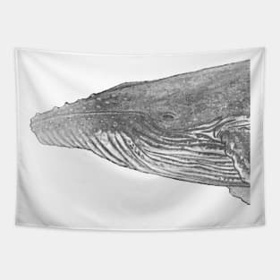 Humpback whale portrait for whale lovers Tapestry