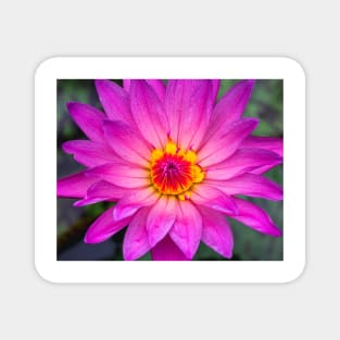 Pink Lotus with Red and Yellow Colours Magnet