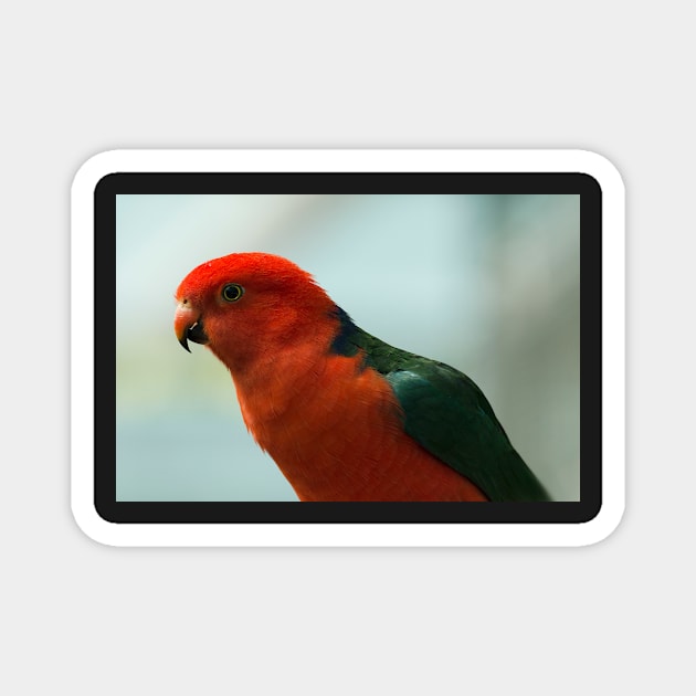 King Parrot Magnet by Bevlyn