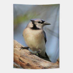 Blue Jay Side Pose Tapestry