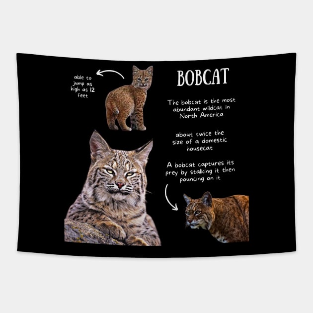 Animal Facts - Bobcat Tapestry by Animal Facts and Trivias