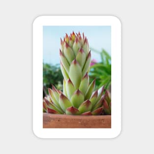 Sempervivum  'Bernstein'  Houseleek Magnet