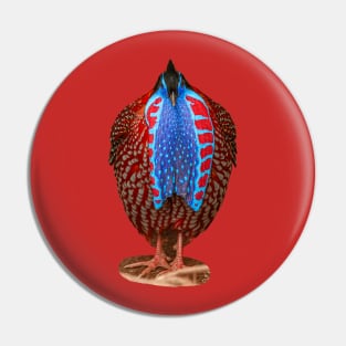 Male Temminck's tragopan in display plumage Pin