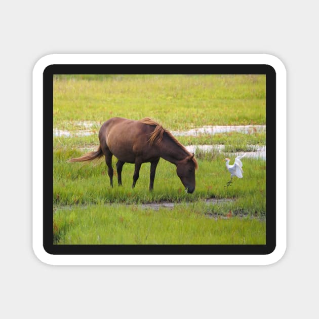 Assateague Pony and Cattle Egret in the Marsh Magnet by Swartwout