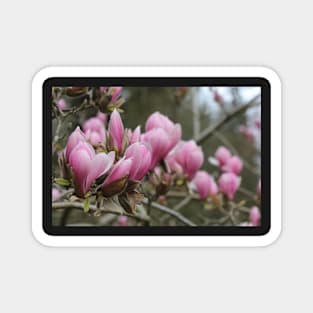 Spring Pink Magnet