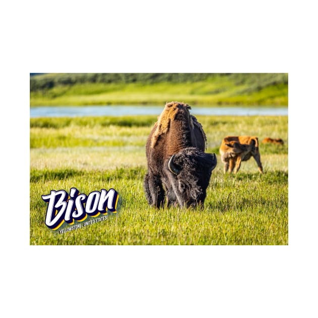 Bison at Yellowstone by Gestalt Imagery