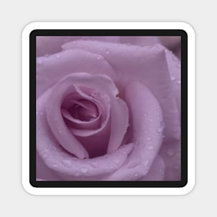 Pink Rose Close Up Magnet