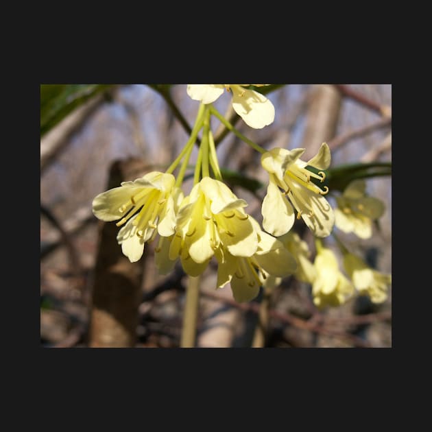 Yellow flowers by NatureFan