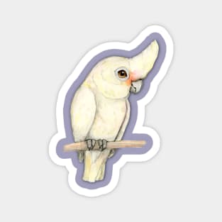 Goffin' s cockatoo Magnet