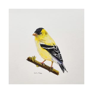 American Goldfinch Drawing T-Shirt