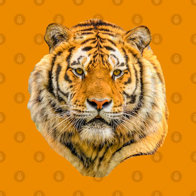 Siberian Tiger by dalyndigaital2@gmail.com