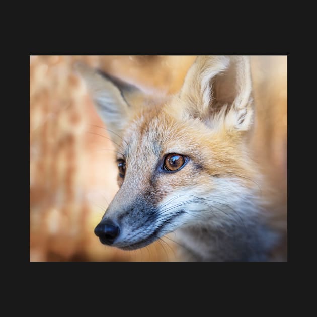 Fox Portrait by JeffreySchwartz