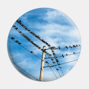 Pigeons on a wire Pin