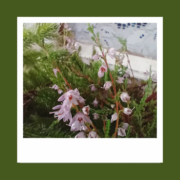 an old photo of a flower taken with an instant print camera by ArinaAvdeeva