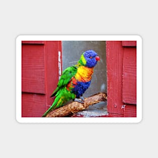 Rainbow Lory Magnet