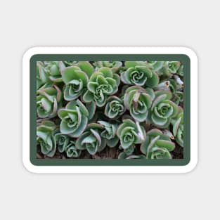 Garden Succulent Plants, Spring Time Plants, Garden Lover Magnet