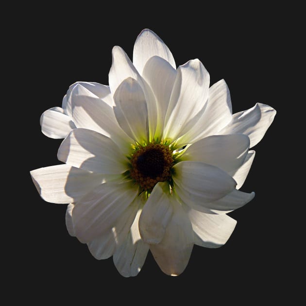 Daisies - Backlit White Daisy by SusanSavad