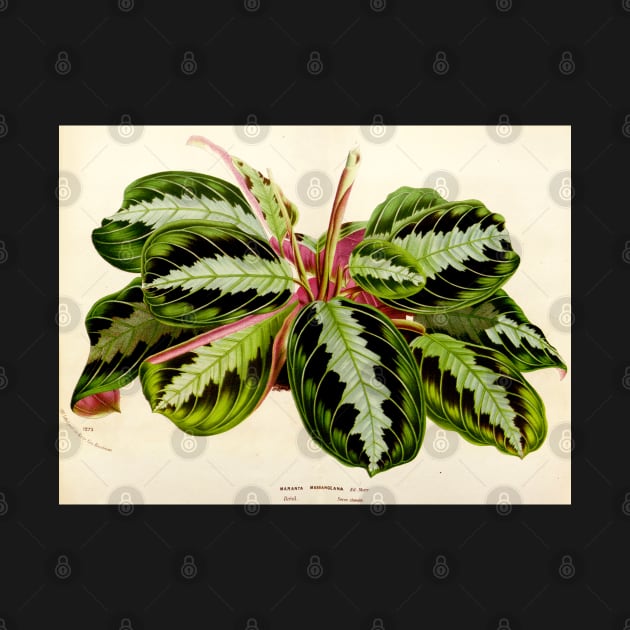 Maranta leuconeura 'Silver Band'- Flore des serres et des jardin de l’Europe - botanical illustration by chimakingthings