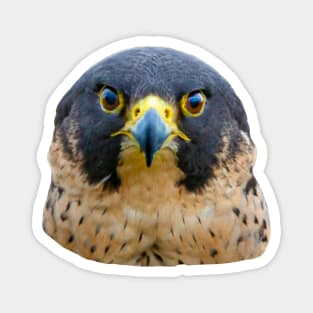 Peregrine Stare Magnet